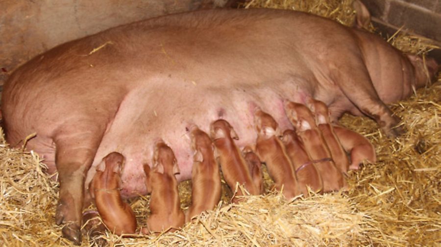 Ask the experts: What to do about fussy piglets… plus more livestock advice