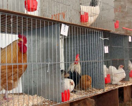 Bird flu: what of the future?