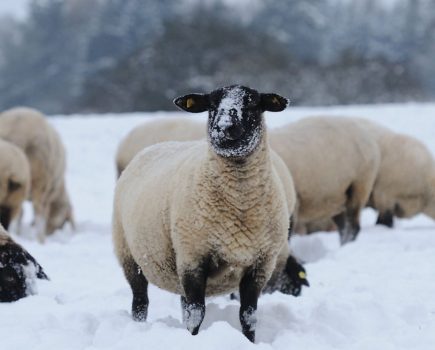 How to prepare your smallholding for winter