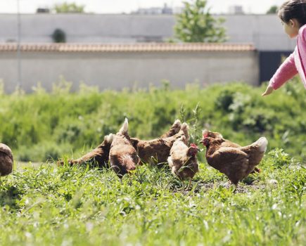 Poultry health questions: mite infestation and Virkon instructions