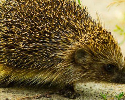 Sign the petition to save our hedgehogs!