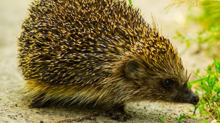 Sign the petition to save our hedgehogs!