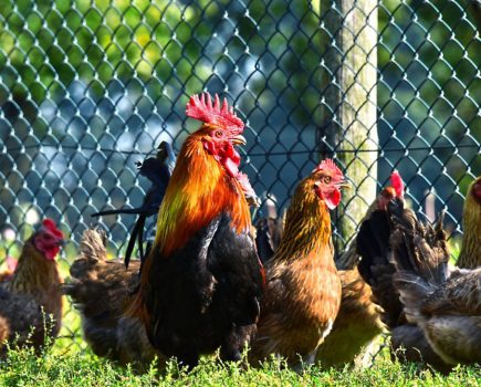 How to create a great chicken run