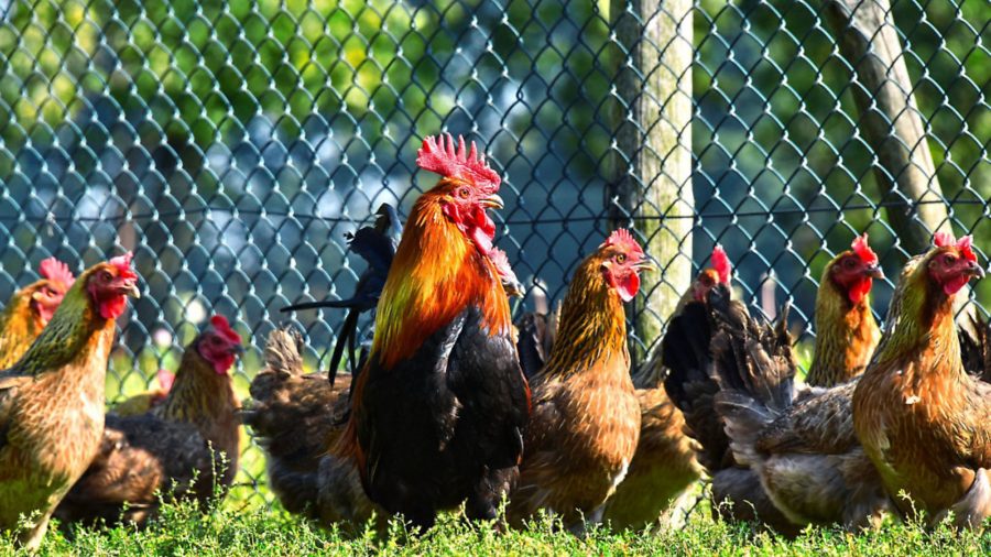 How to create a great chicken run