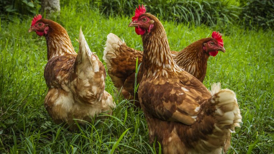 ‘Yes, chickens do have emotions’, new book explains