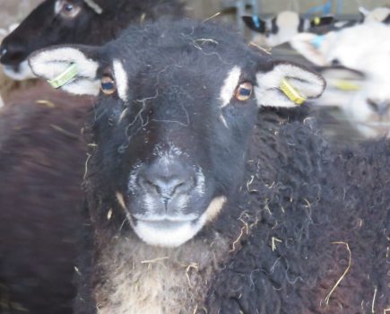 Livestock tagging: how to identify your sheep or goats