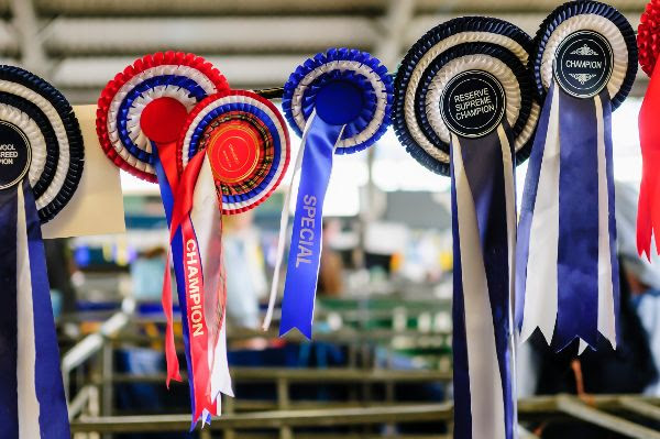 NSA Next Generation helps young sheep farmers enter the show ring with confidence