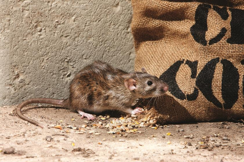 BASF calls out for farmers to help gain insight into rodent control on UK farms