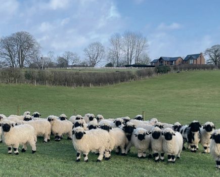 Meeting the prizewinning Cheshire Valais Blacknose sheep flock