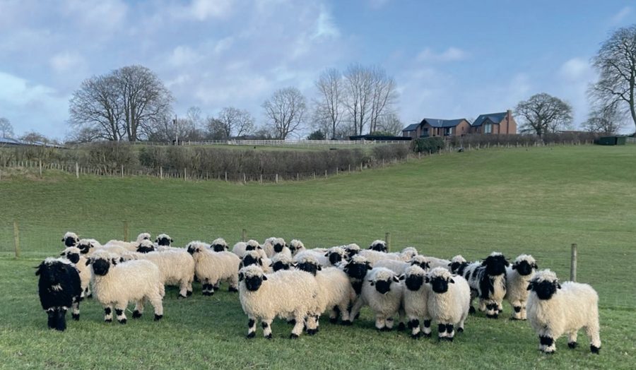 Meeting the prizewinning Cheshire Valais Blacknose sheep flock