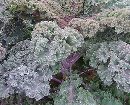 Kale: a crop with lots of uses