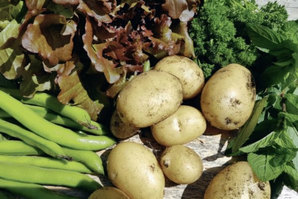 How to get edible results from your garden