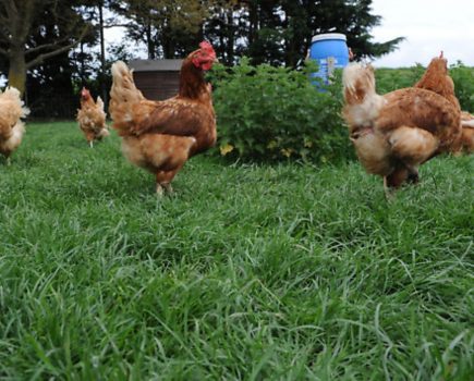 How chickens helped me in my cancer battle