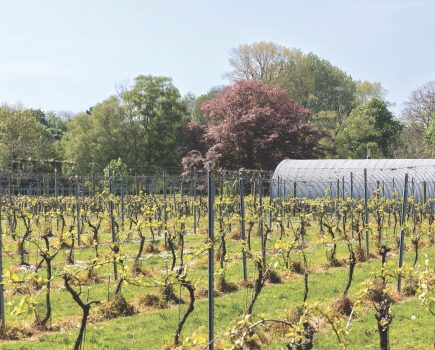 Small but perfectly formed: a visit to Brabourne Vineyard