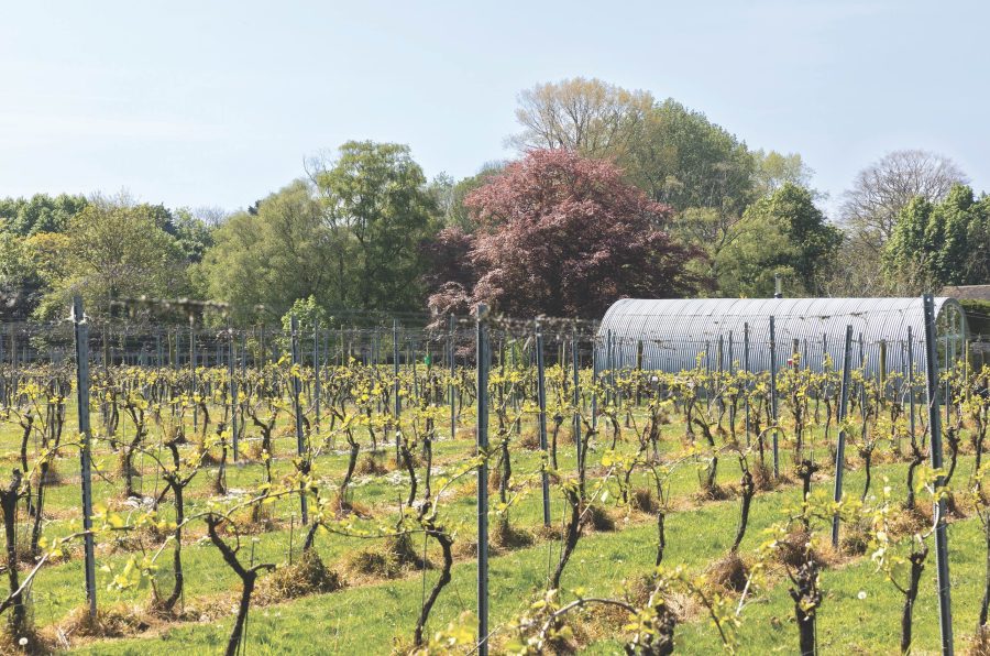 Small but perfectly formed: a visit to Brabourne Vineyard