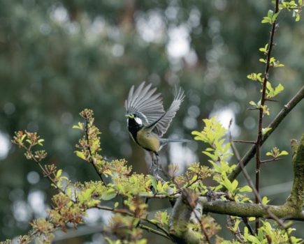 How to own woodland in the UK