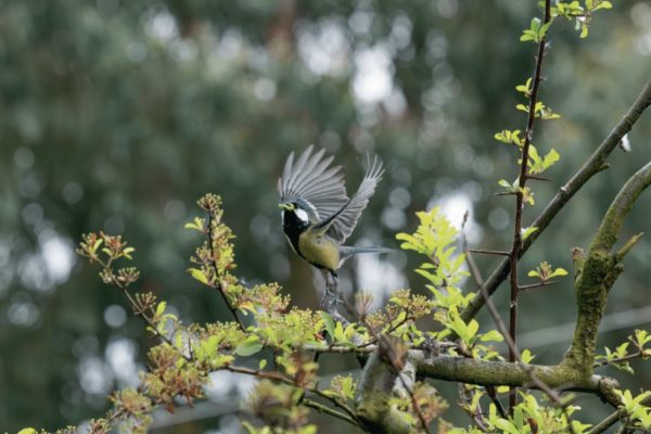 How to own woodland in the UK