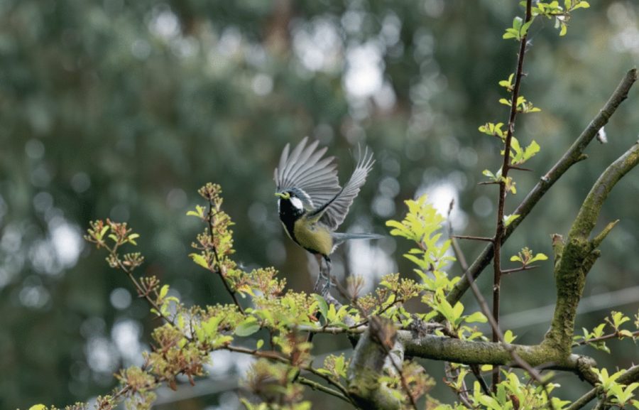 How to own woodland in the UK