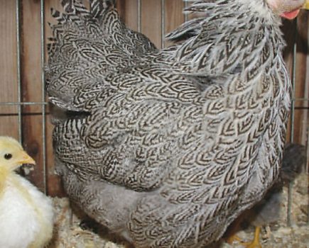 Sick Bay: Risks of Mycoplasma in poultry