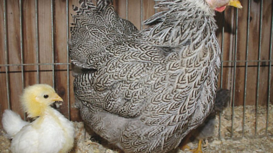 Sick Bay: Risks of Mycoplasma in poultry