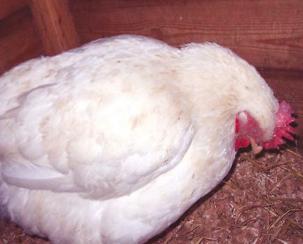 What to do if your chickens have internal parasites