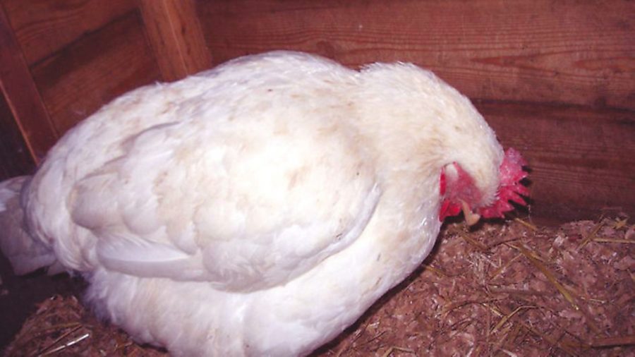 What to do if your chickens have internal parasites