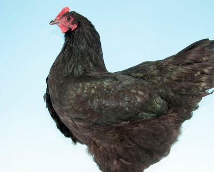 The chicken breed guide: Croad Langshan