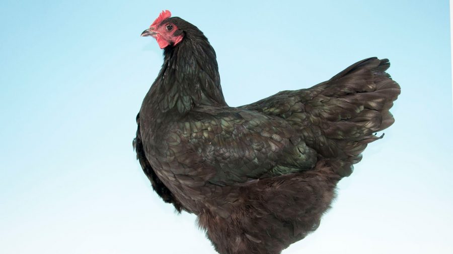 The chicken breed guide: Croad Langshan