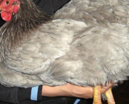 Hen’s health questions: How to handle your hens