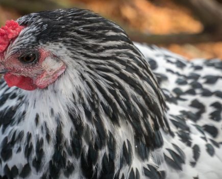 The chicken breed guide: Hamburgh