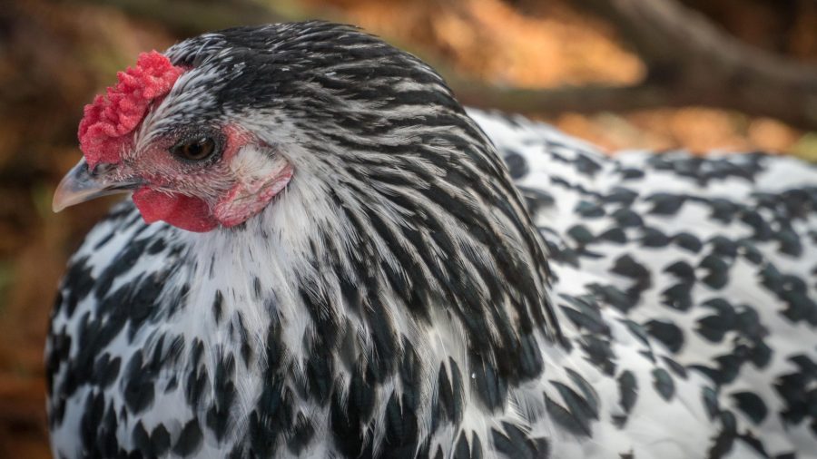 The chicken breed guide: Hamburgh