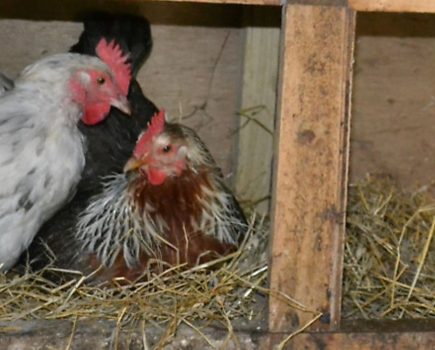 Why do hens crowd into just one nest box?