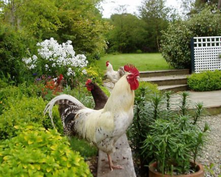 Garden pharmacy