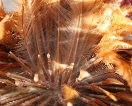 Lowdown on feather loss