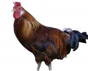 The chicken breed guide: Sicilian Buttercup