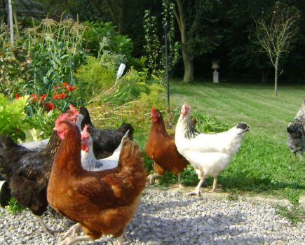 French hens: ‘A-wandering we will go’