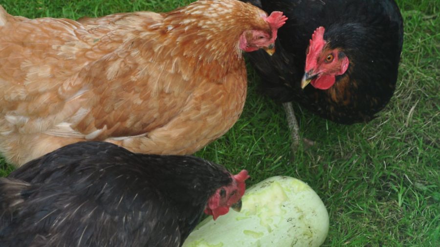 Popular feed options for egg laying chickens