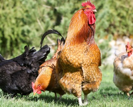 Flock dynamics: a guide to the social hierarchy of chickens