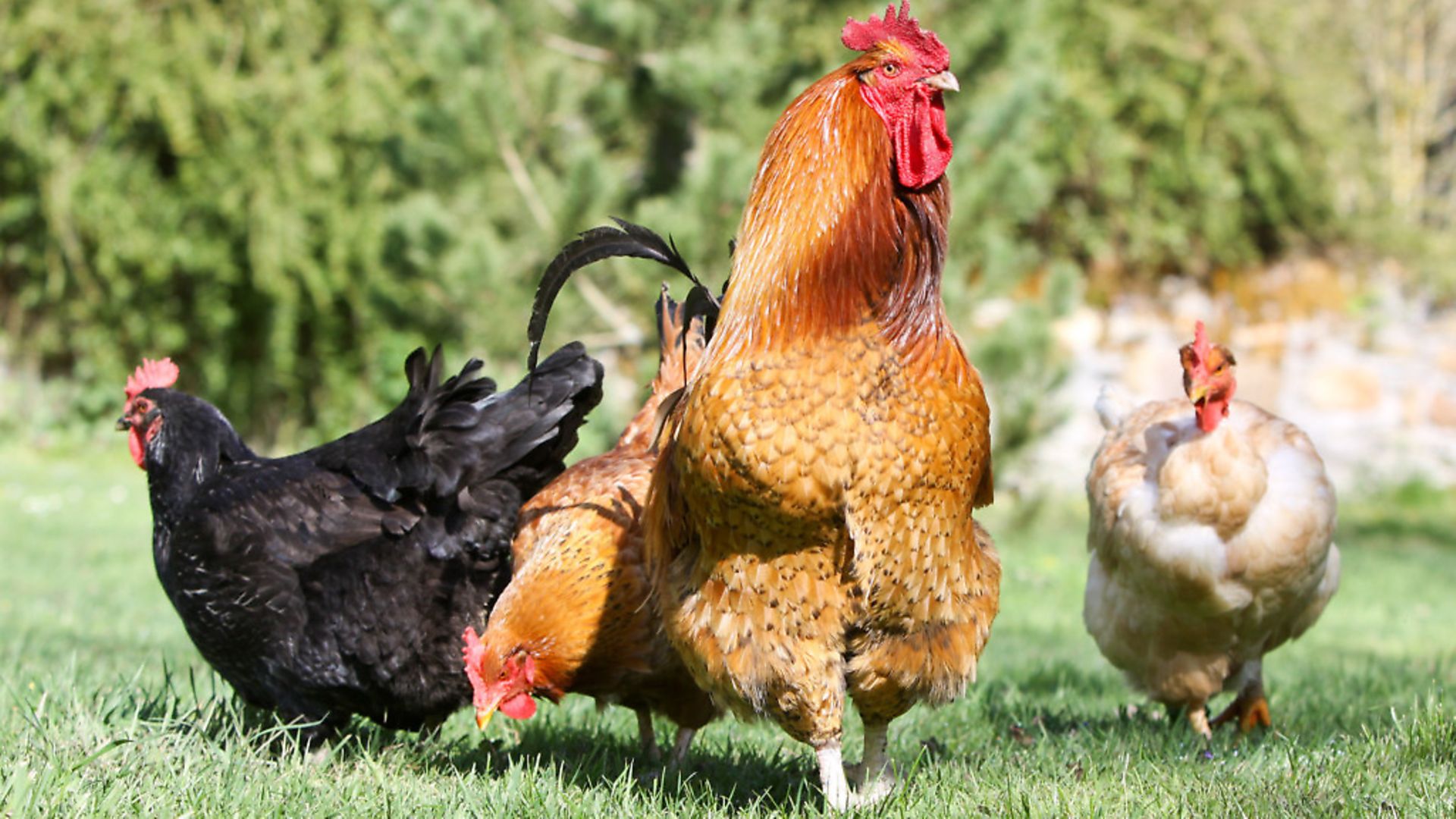 Benefits of a Rooster in the flock - Dine a Chook