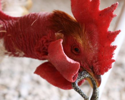 A guide to naughty and nice bugs for your chickens