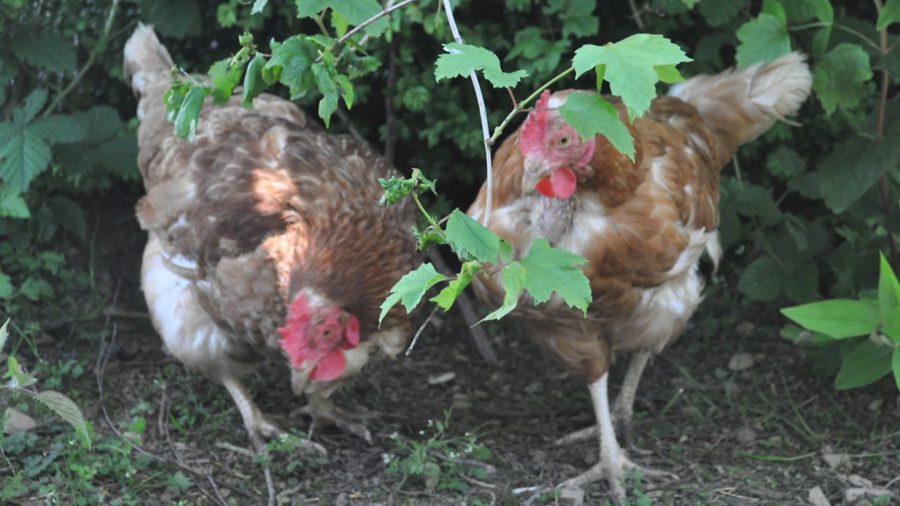 The benefits of natural health products for chickens