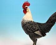 The chicken breed guide: Campine