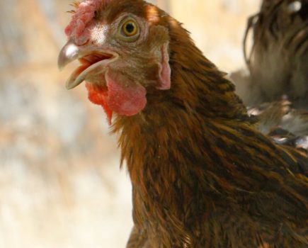 Ask the experts: should my chicken be panting?