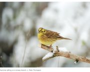 The Big Farmland Bird Count needs your help and ‘the rewards are immeasurable’